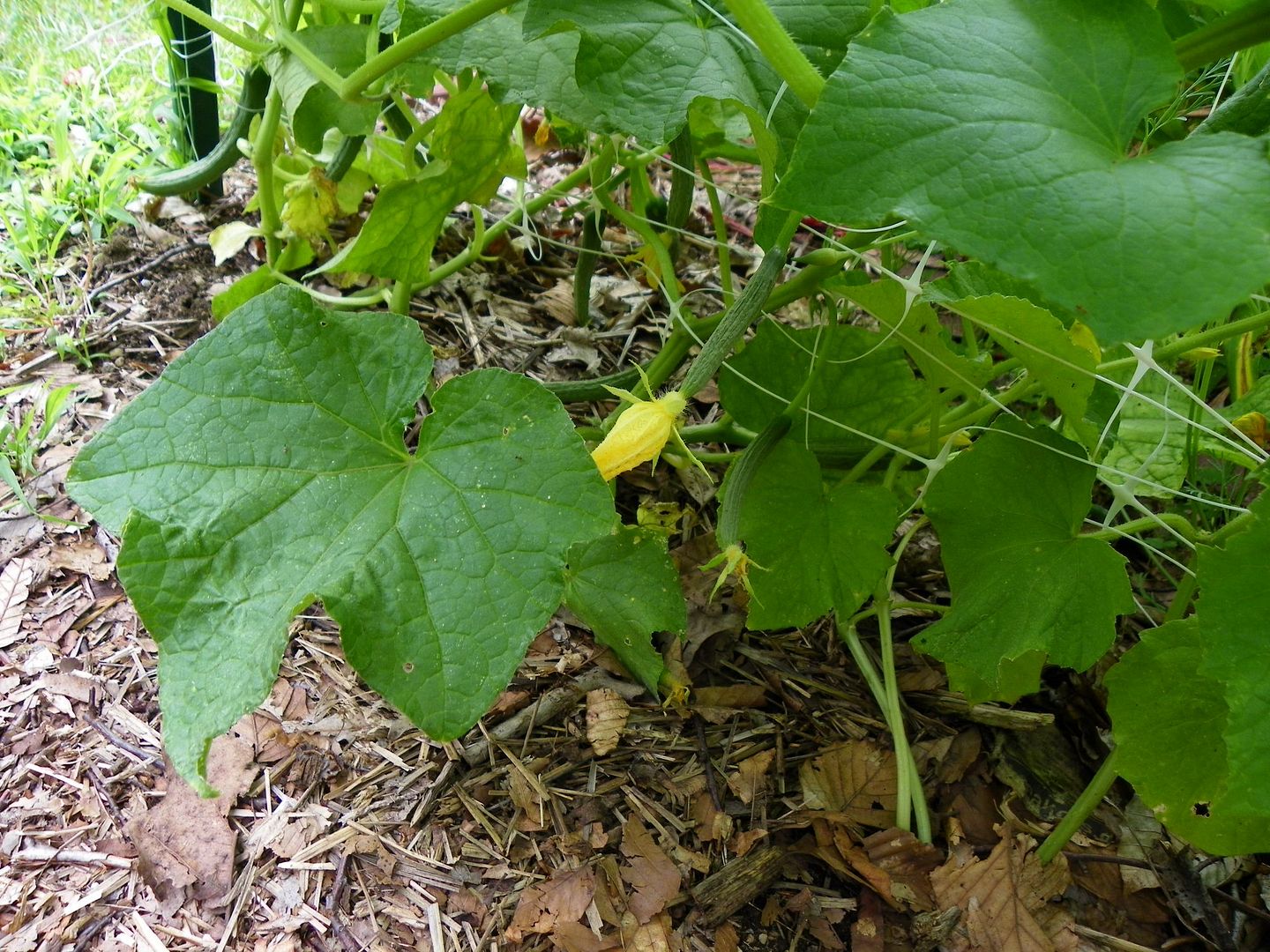  photo cukecamilla1_zps8910e9e1.jpg